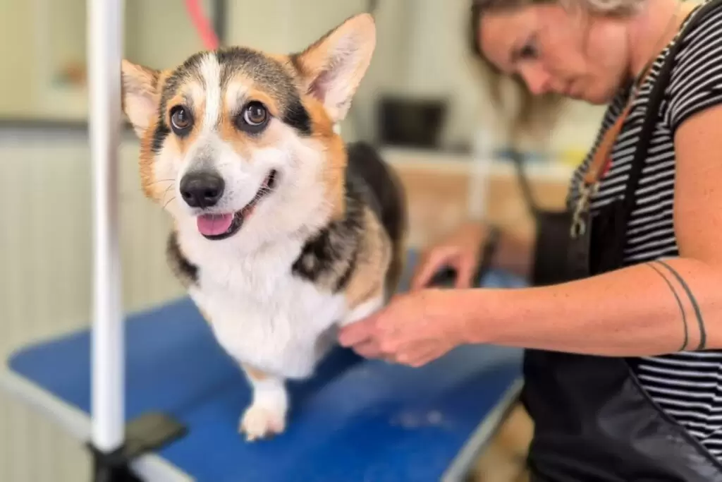 Pasji Salon Bubika - Corgy