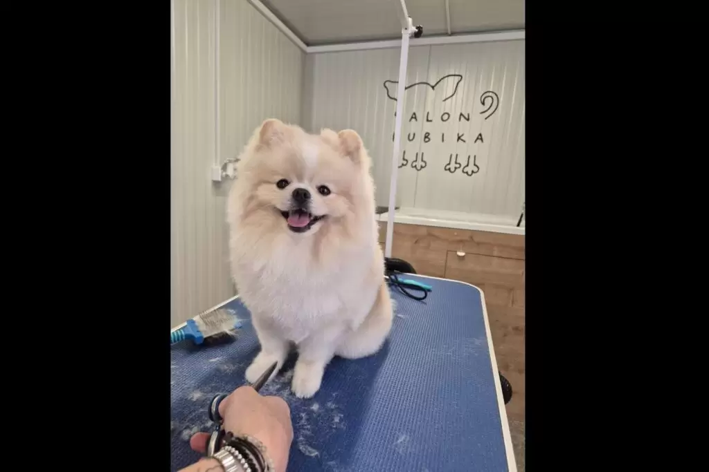 Pasji Salon Bubika - Pomeranian-1