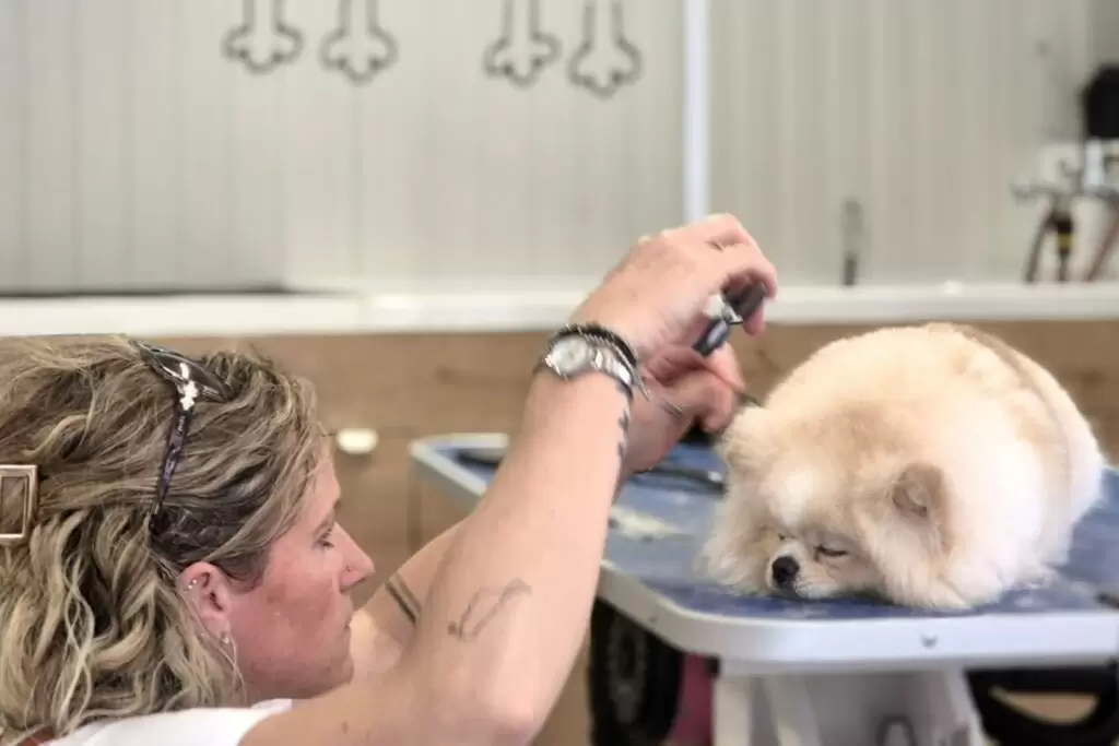 Pasji Salon Bubika - Pomeranian-2
