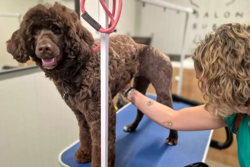 Pasji Salon Bubika - Portugese water dog