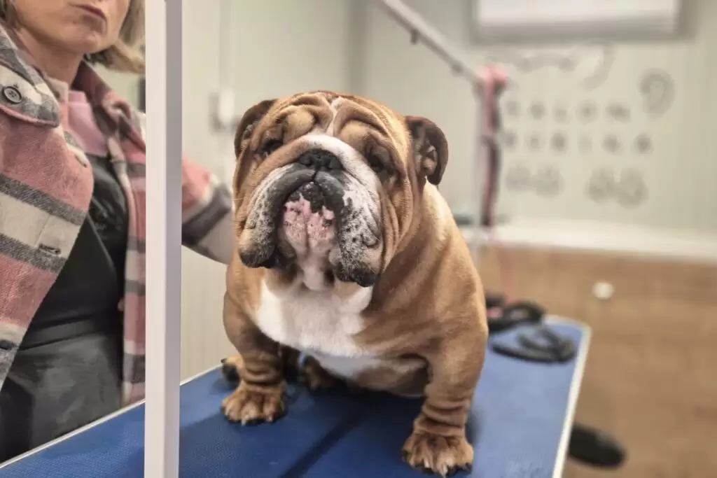 Bulldog