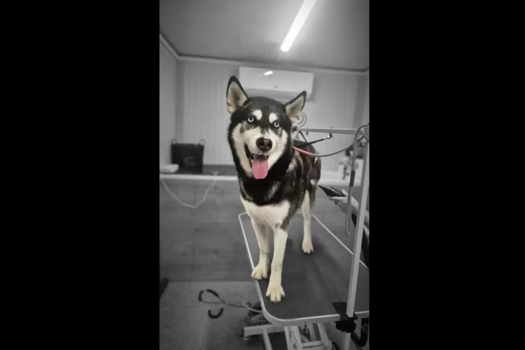 Huskey